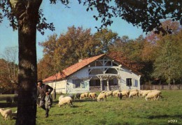 Métier : Berger -Moutons - Parc Naturel Régional Des Landes De Gascogne - Ecomusée De La Grande Lande  - Marquèze Sabres - Sabres
