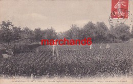 Nièvre Saint Amand En Puisaye Grande Pepinière De Vignes Franco Américaines Gaugey Viticulteur éditeur Gaugey - Saint-Amand-en-Puisaye