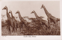 East Africa PPC 207 - Giraffe Girafs C D PATEL & Sons Mombasa SILKEBORG 1937 To LØGUMKLOSTER Echte Real Photo (2 Scans) - Giraffen