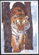 Germany Deutschland Postcard: Fauna Tiger Panthera Tigris Altaica - Löwen