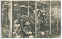 Wien - Naturhistorisches Staatsmuseum, Saal XXXVIII - Bears - Musées