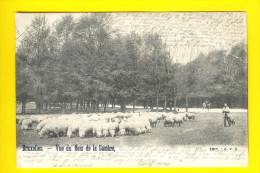 BOIS De La CAMBRE BRUXELLES Dos Non Divise MOUTON & BERGER SCHAAP HERDER * Sheep Shepherd Schaf Hirt Pastor Oveja * 435 - Petits Métiers