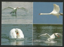 MEISTERSCHWANDEN Schwanenkolonie Schwan Hallwilersee AG 2011 - Meisterschwanden