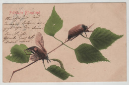 Pentecost Pfingsten Käfer May-bug Not Graphics But Coloured Photo R! 1902 Post Card Postkarte POSTCARD - Pentecostés