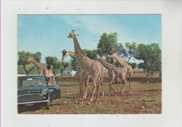 Giraffe Zoo Safari Fasano Auto Mini - Giraffes