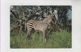 Zebra -  Zebre - Zèbres