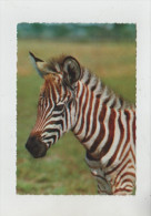 Zebra -  Zebre - Zèbres