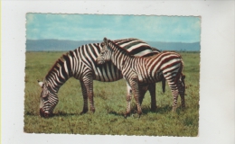 Zebra -  Zebre - Zebra's