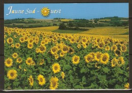 LAVIT    -    Tournesols  /  Symbole  Du  Sud Ouest - Lavit