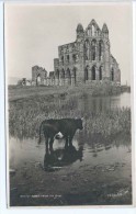 CPA Whitby Abbey From The East Cow - Whitby