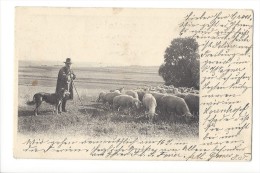 11164 - Berger, Son Chien Et Ses Moutons - Berg