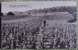 Cpa Dpt 51 -- N°7 -- Vertus ( Marne ) - Les Vignes  - 1933 - Vertus