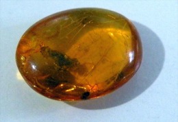 Ambra, Amber Dominican Republic With Insects: Ootheca - Lot. 40 - Non Classés