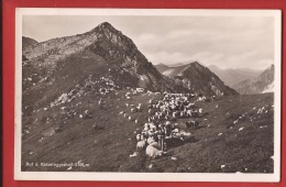 NF2-06  Auf D. Kaisereggschoss  Schaffe, Moutons. Gelaufen. Megetschwiler Photo Schwarzenburg - Schwarzenburg