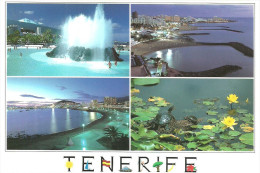 TURTLE TORTOISE ANIMAL * WATER LILY FLOWER PLANT BOTANICAL GARDEN * FOUNTAIN CANARY ISLANDS * Tenerife TM-449 1 * Spain - Turtles