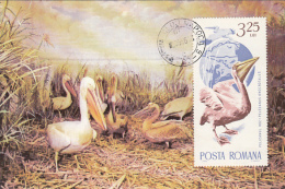 PELICANS, BIRD, CM, MAXICARD, CARTES MAXIMUM, 1986, ROMANIA - Pelicans