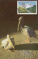 PELICANS, BIRD, CM, MAXICARD, CARTES MAXIMUM, 1987, ROMANIA - Pelícanos