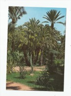 Cp , Espagne , ELCHE , Huerto Del Cura , Vista Parcial Del Jardin Tropical - Alicante