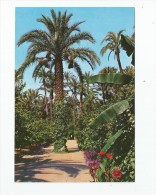 Cp , Espagne , ELCHE , Parque Municipal , Paseo De Los Naranjos - Alicante