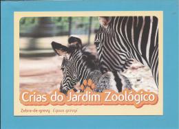 Zebra-de-grevyi ( Equus Grevyi ) - Crias Do Jardim Zoológico - Lisbon ZOO Lisboa - Portugal - Zèbres