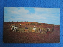 Harvesting Cranberries, Cape Cod - Cape Cod