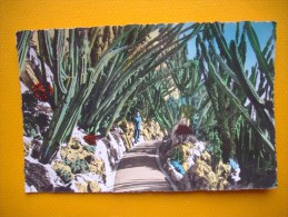 Cpsm  MONACO  -  Jardin Exotique De Monaco  -  Allée Des Céréus  - - Exotischer Garten