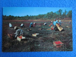 Cranberry Picking Time, Cape Cod, Massachusetts. - Cape Cod