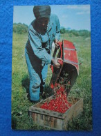 Picking Cranberries On Cape Cod, Massachusetts - Cape Cod