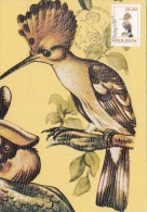 10522- BIRDS, HOOPOE, MAXIMUM CARD, 1996, MOLDOVA - Pics & Grimpeurs