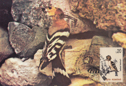 10523- BIRDS, HOOPOE, MAXIMUM CARD, 1994, ROMANIA - Picchio & Uccelli Scalatori