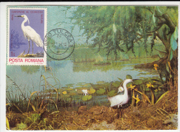 10526- BIRDS, GREAT EGRET, MAXIMUM CARD, 1984, ROMANIA - Storchenvögel