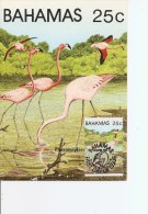 Flamants Roses ( CM Des Bahamas De 1982 à Voir) - Flamingo's