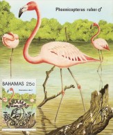 Flamants Roses ( CM Des Bahamas De 1982 à Voir) - Flamingo