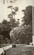 PENSION SWANMORE - EAST CLIFF - BOURNEMOUTH - HANTS - View Of Gardens - Bournemouth (until 1972)