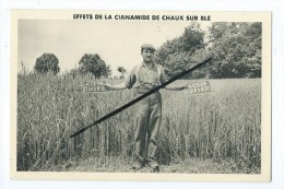 CPA - Effets De La Cianamide De Chaux Sur Blé - Agricole- - Culturas