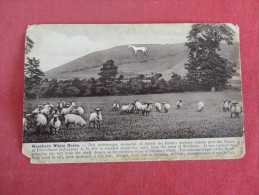 Westbury  White Horse  As Is Creases Ref 1654 - Other & Unclassified
