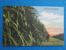 Growing Sugar Cane In The Florida Everglades - Amerika