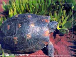 Tortue Terrestre, Pierron 1996 - Tortugas