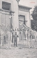 JARDIN ZOOLOGIQUE D'ANVERS - GIRAFES - Giraffes