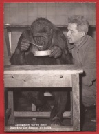 NP-30  Carl Stemmler Mit Gorilla, Un Gardien Avec Un Gorille, Jardin Zoologique Basel. Non Circulé - Scimmie