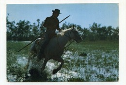 CP , ANIMAUX , CHEVAUX - Chevaux