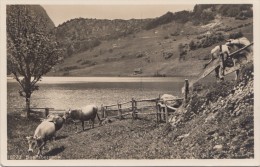 Switzerland, Suisse, Seelisbergsee, SEELISBERG SEE, Unused Real Photo Postcard [15664] - Seelisberg