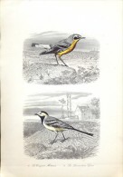 Afbeelding Vogels Oiseaux - Le Traquet Motteux - La Lavandière Grise - Stampe & Incisioni