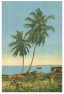 (1999 ORL) Very Old Postcard - Carte Ancienne - Sierra Leone ? (posted To England 1936) - Coconut Palms - Sierra Leone