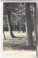 0-5700 MÜHLHAUSEN, Tannenwald, Ca. 1905 - Muehlhausen