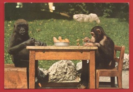 TY-19b  Jardin Zoologique De Bâle, Gorille Kulu Chimpanzé Caroline Au Repas, Gorilla, Schimpanzin. Circulé En 1962 - Singes