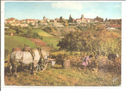 VEZELAY  ATTELAGE DANS LES VIGNES - Equipos