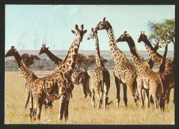 GIRAFFES Wildlife Of Kenya Mombasa 1983 - Giraffes