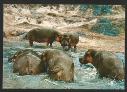 HIPPOS Flusspferd Hippopotamus Kenya 2002 - Flusspferde