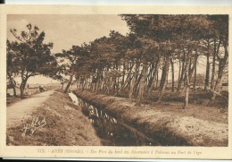 D33 - ARES - Les Pins Du Bord Des Réservoirs à Poissons Au Port De LEGE - Arès